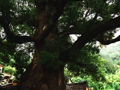 -杨家堂村