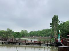 -大湾区中央湿地公园