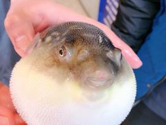 -肆月河豚·新淮扬(金融街店)