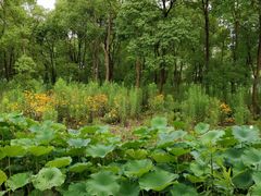 -海上花岛玫瑰园采摘