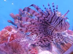 -海合安武汉极地海洋公园