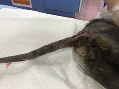 -恒康宠物医院(司背后街店)