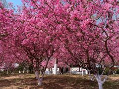 -桃花岛公园