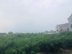 -南汇老顾农家乐采摘大团水蜜桃采摘店