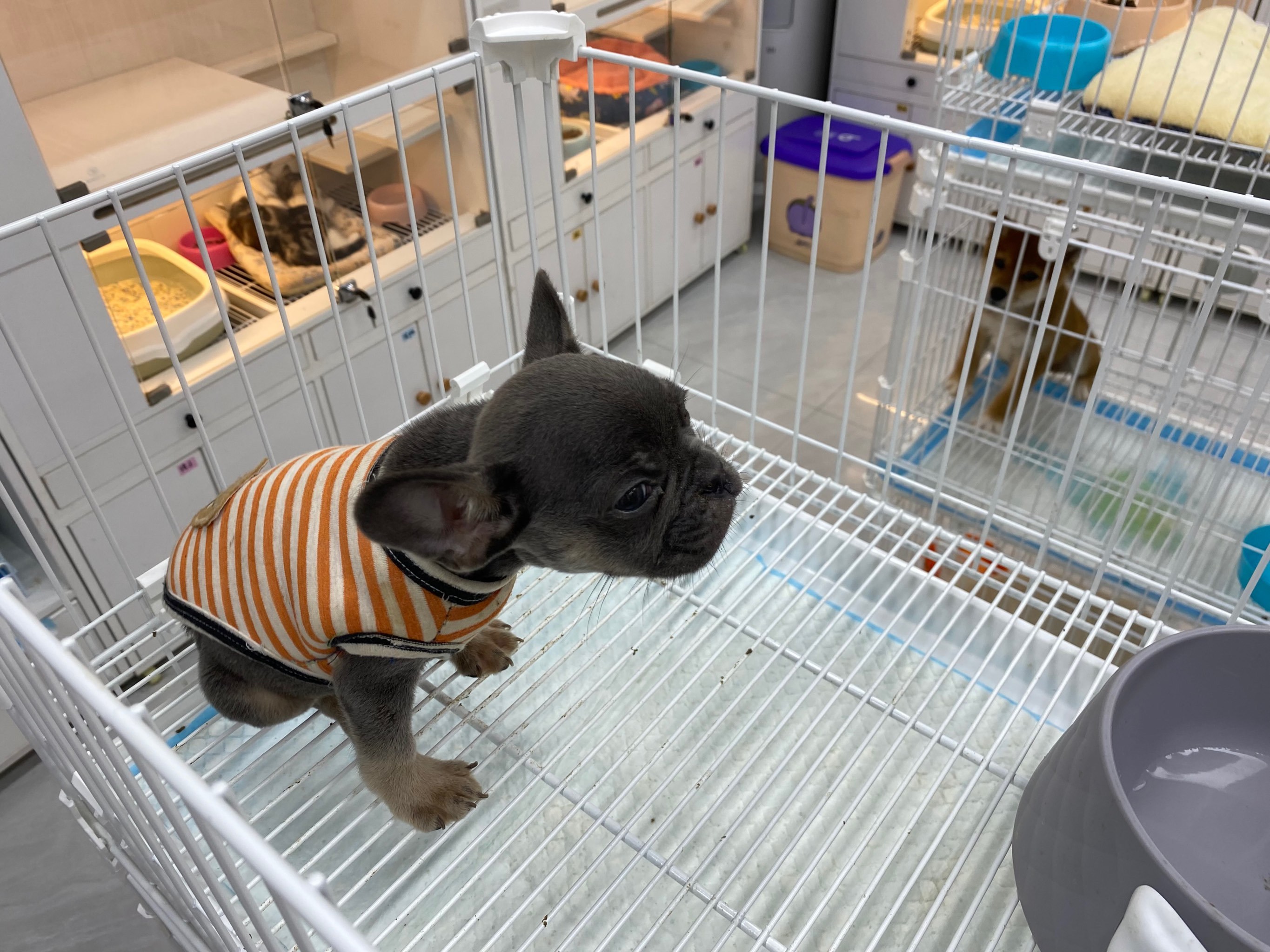 ⭕️⭕️南通宠物店天花板,非它莫属!✅✅