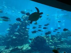-海棠湾洲际-涛·海底餐厅·美人鱼·自助餐·海底隧道