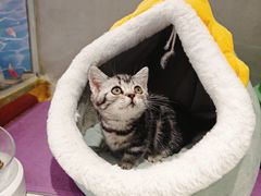 -糯米喵星人总部直营旗舰店·猫舍·幼猫出售