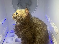 -钦宠·猫咪售卖·洗护·寄养(东圃旗舰店)