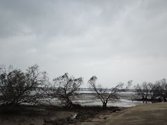 -宝安西湾红树林湿地公园