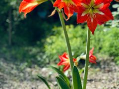 -昆山城市生态森林公园