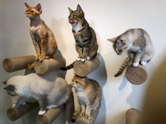 -Heymao猫咖.咖啡厅(东门店)