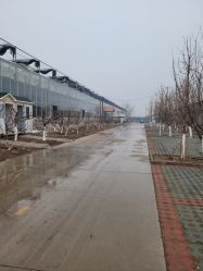 -蓝呗呗蓝莓草莓采摘园(通州区马驹桥店)