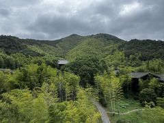 -大唐贡茶院