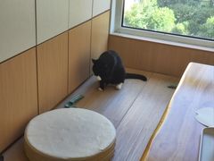 -鼓捣猫呢主题猫咖店