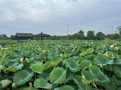 -梁鸿国家湿地公园