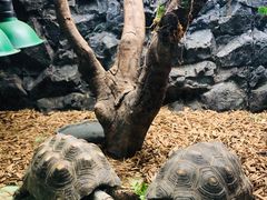 -广州长隆飞鸟乐园