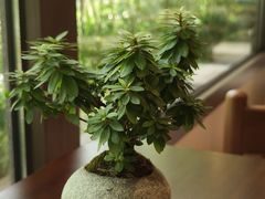 -小西家作•精致蛋糕(富力爱丁堡店)