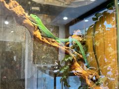 -酷以爬仙阁实体爬宠店·守宫·蜥蜴·专业繁育