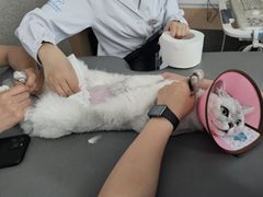 -谐和贝康宠物医院24小时·宠保定点(急重症转诊中心)