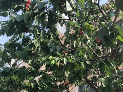 -美国加州牛肉面(锦绣天第裕龙花园店)