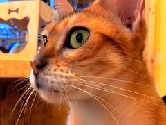 -猫色咖啡·猫咖