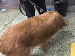 -成都民大动物医院