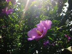 -北京麋鹿生态实验中心