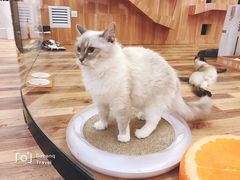 -袖虎·猫馆(体育西路店)