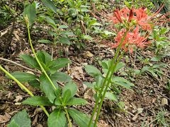 -上海佘山国家森林公园天马山园