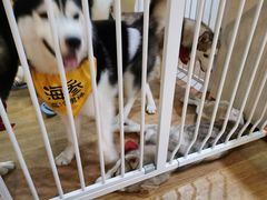 -Husky Go! 哈士奇体验馆·宠物咖啡厅狗咖