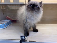 -柚子猫舍·精品猫舍购猫·猫咪认养·购宠·宠物店