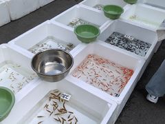 -哈尔滨道外花鸟鱼市场