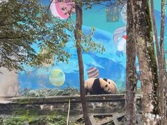 -中国大熊猫保护研究中心雅安碧峰峡基地