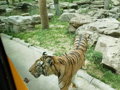 -北京野生动物园