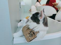 -怪兽屋·羊驼·猫咖·狗咖(俊华广场店)