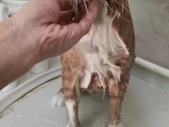 -沐沐家宠物(成寿寺店)