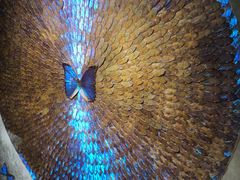 -上海昆虫博物馆