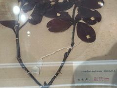 -四川大学博物馆