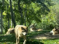 -北京野生动物园