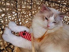 -飞行喵MR PILOT|猫舍·猫咖(静安大融城店)
