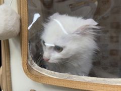 -美联众合动物医院·24h转诊中心