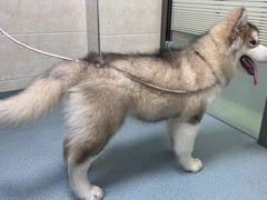 -动物缘宠物医院·骨科·猫科(西二环店)