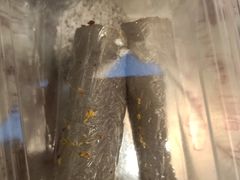-沈大成(城隍庙店)