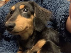 -翊宠yipet猫狗购宠庄园犬舍•猫舍