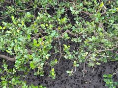 -北海金海湾红树林生态旅游区