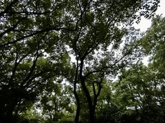 -上海共青森林公园