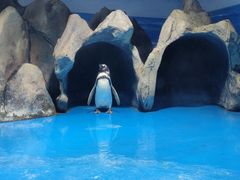 -青岛海底世界-水族馆