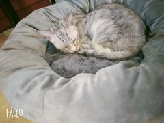 -万小咖.猫咖(中山路天虹店)