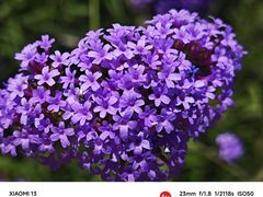 -石家庄市植物园