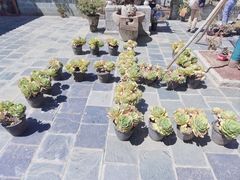 -寂照庵